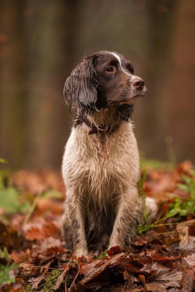 Gundog sitting in leaves