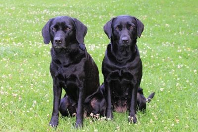 Gundogs sitting in a field