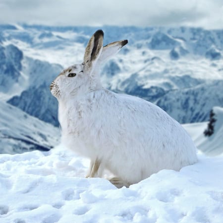 Mountain hare in snow