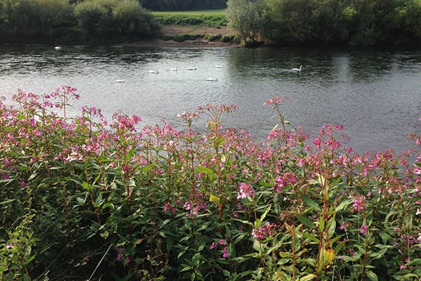 Foraging Himalayan balsam helps conservation