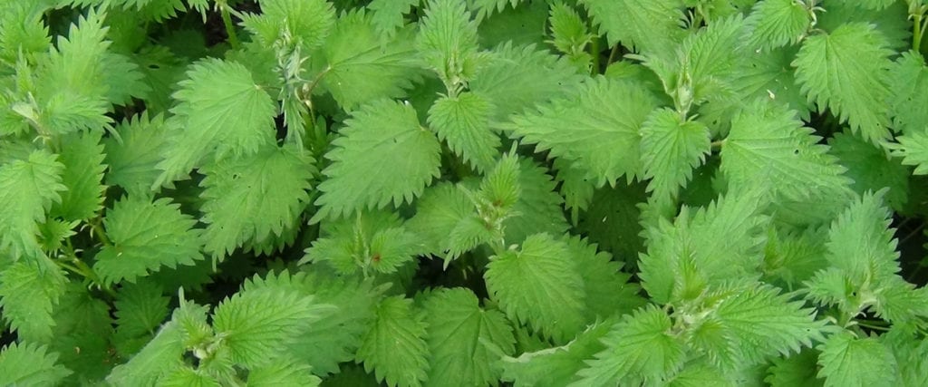 Foraging nettles is tricky but they are abundant and make for a healthy addition to the diet