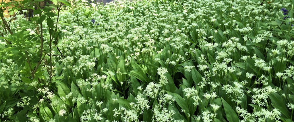 Foraging wild garlic is easy and there is so much you can do with it