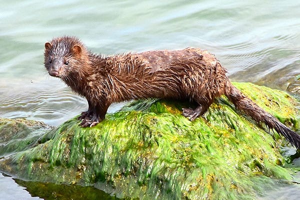 Invasive species or natural migrants - American mink