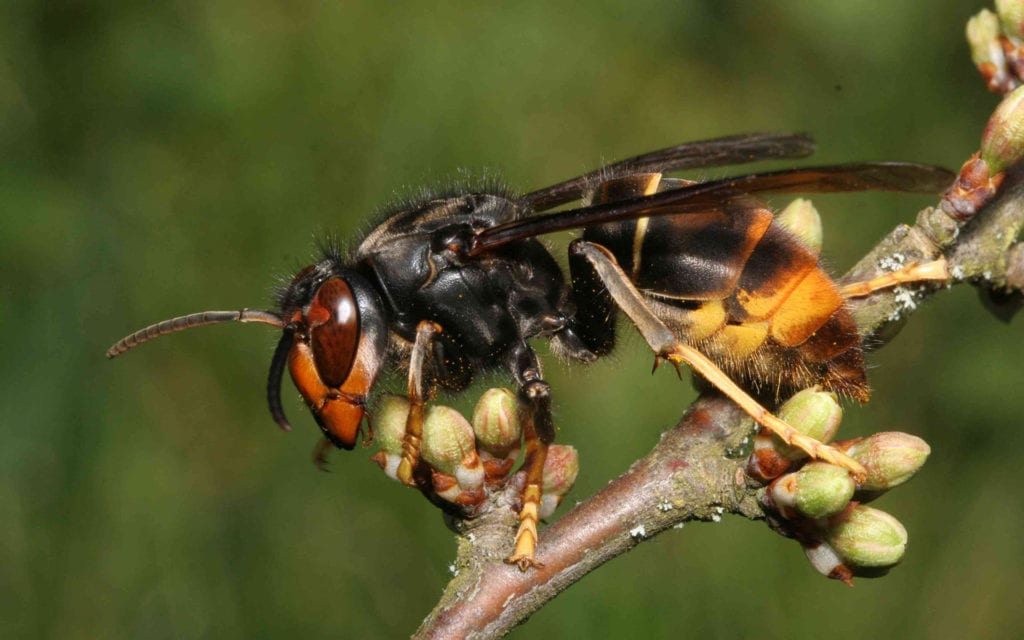 Invasive species or natural migrants - Asian hornet