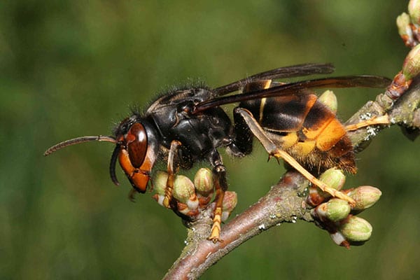 Invasive species or natural migrants - Asian hornet