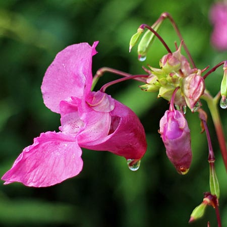 Invasive plant species such as Himalayan balsam destroys native flora