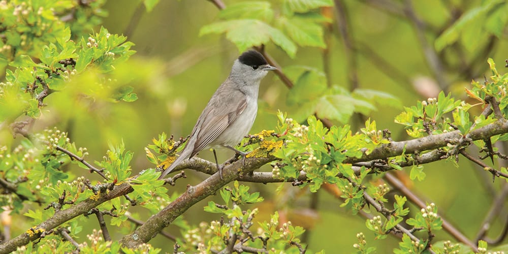 Invasive species or natural migrants - blackcap