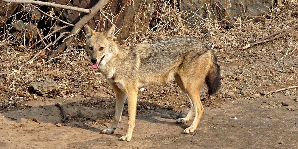 Invasive species or natural migrants - golden jackal