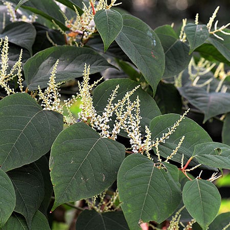 Invasive plant species such as Japanese knotweed damage property