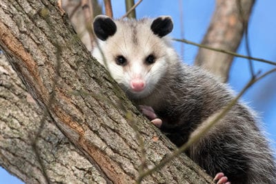 Invasive species or natural migrants - opossum