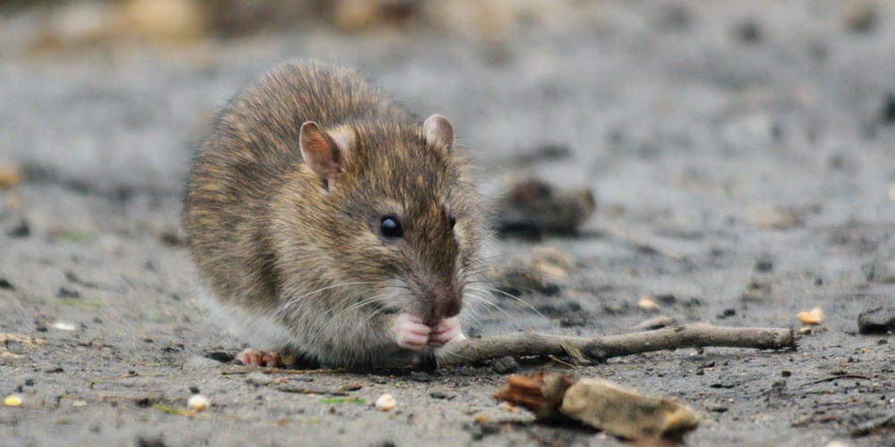 Invasive species or natural migrants - brown rat