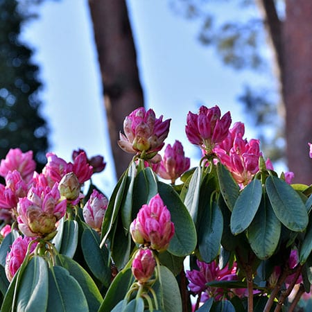 Invasive plant species such as rhododendron are spreading fast