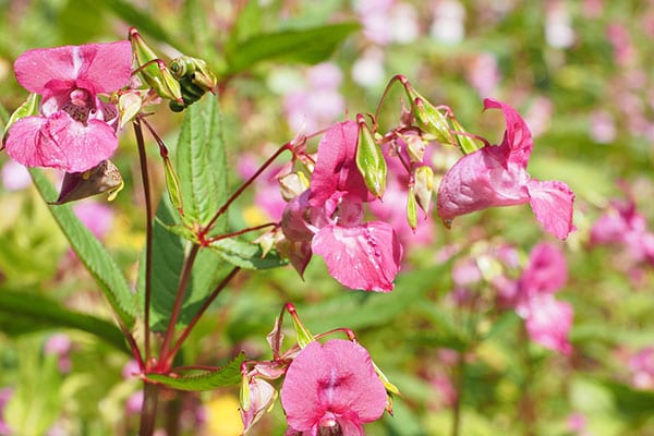 Invasive plant species such as Himalayan balsam destroy native flora