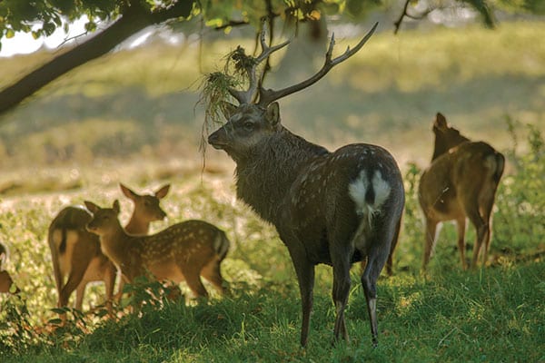 Invasive species or natural migrants - sika