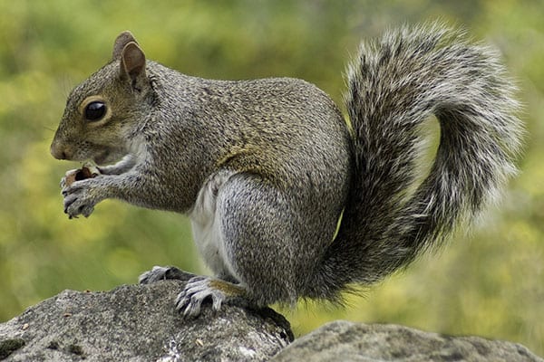 Invasive species or natural migrants - grey squirrel