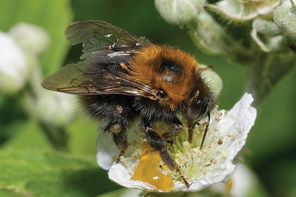 Invasive species or natural migrants - tree bumblebee