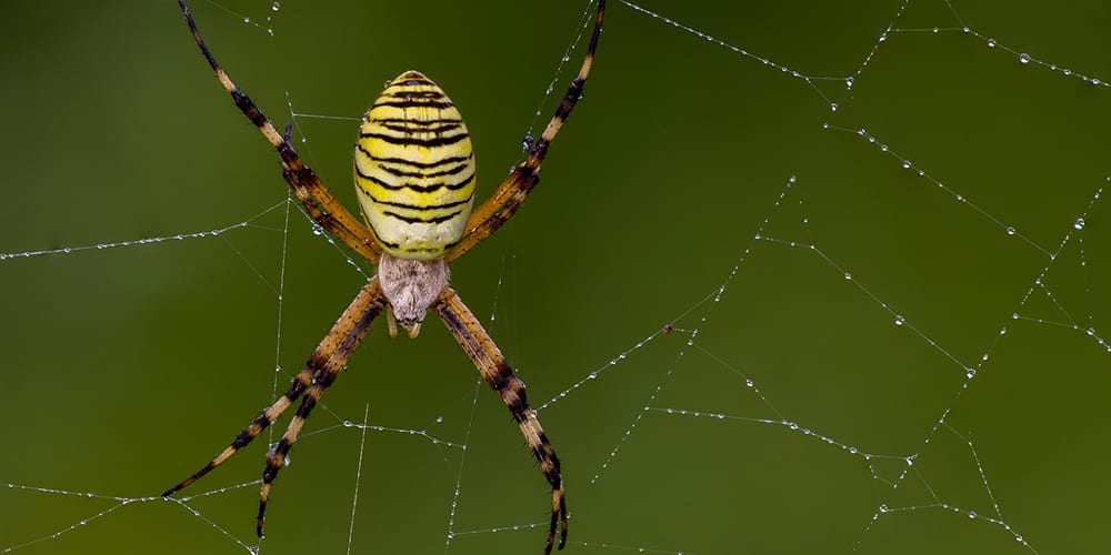 Invasive species or natural migrants - wasp spider