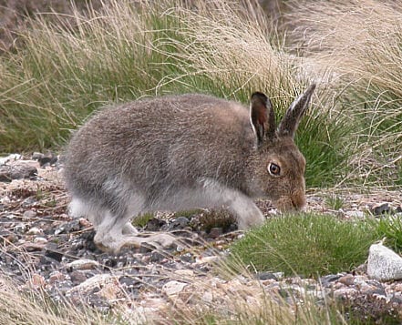 mountain hare