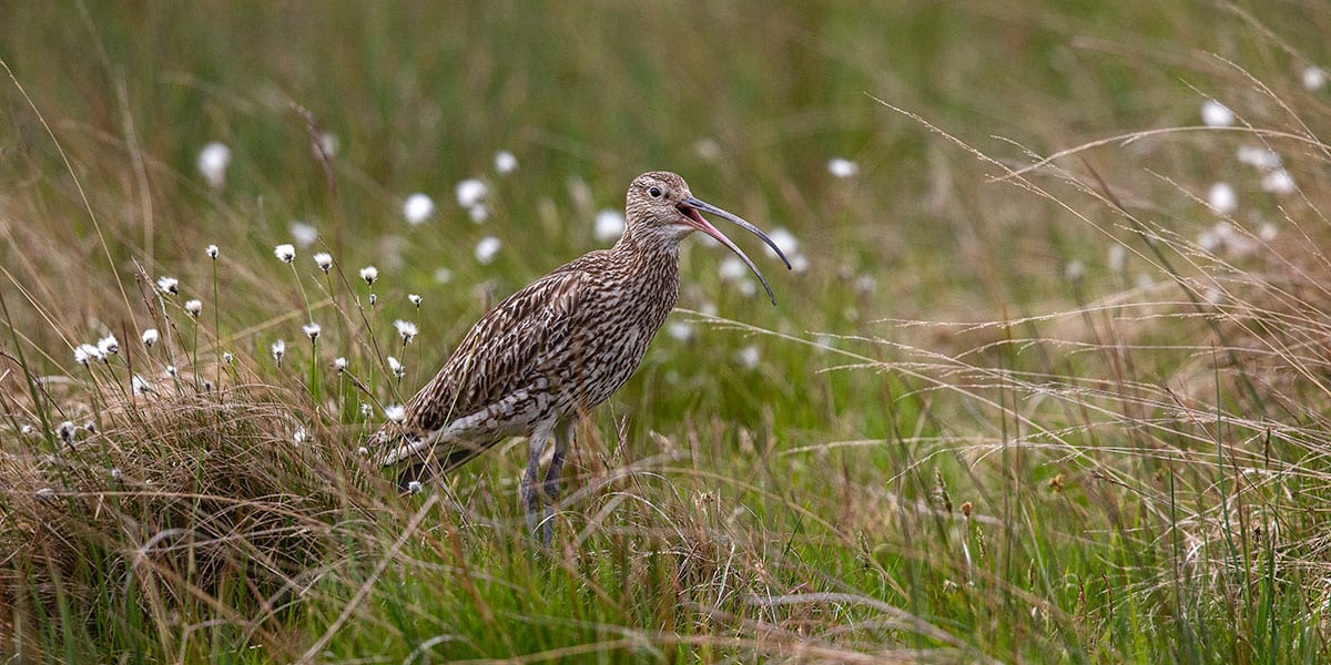 A picture of a curlew calling 