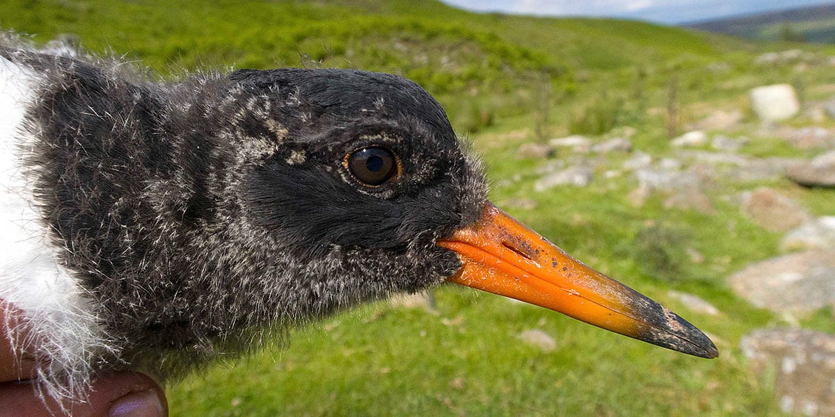 Picture of an oystercatcher