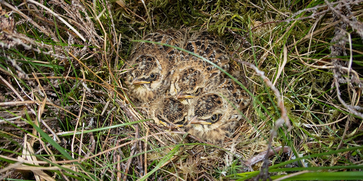 a picture of skylark chicks ready to fledge