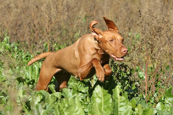 Image of dog running by Nick Ridley