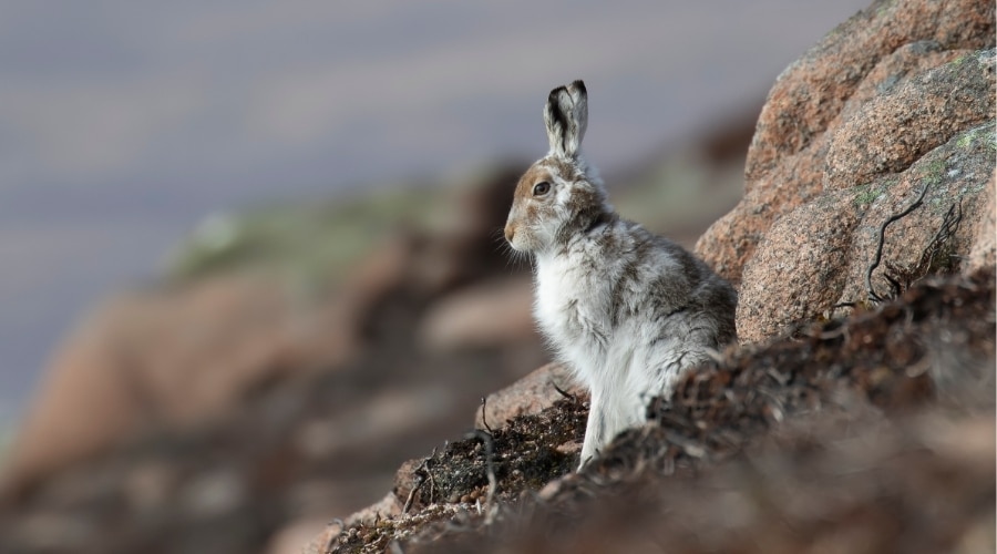 mountain-hare