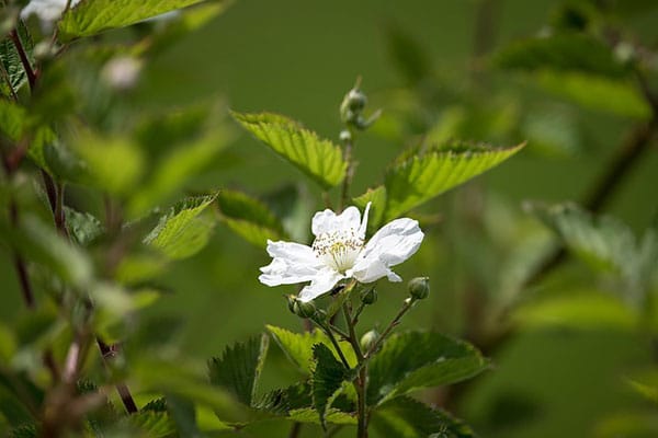 A bramble flower