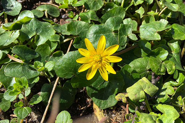 Lesser Celandine