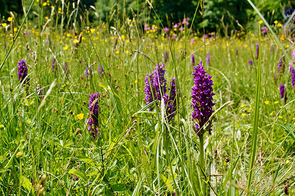 Purple Orchids