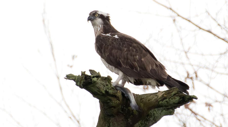 Osprey-Lake-District