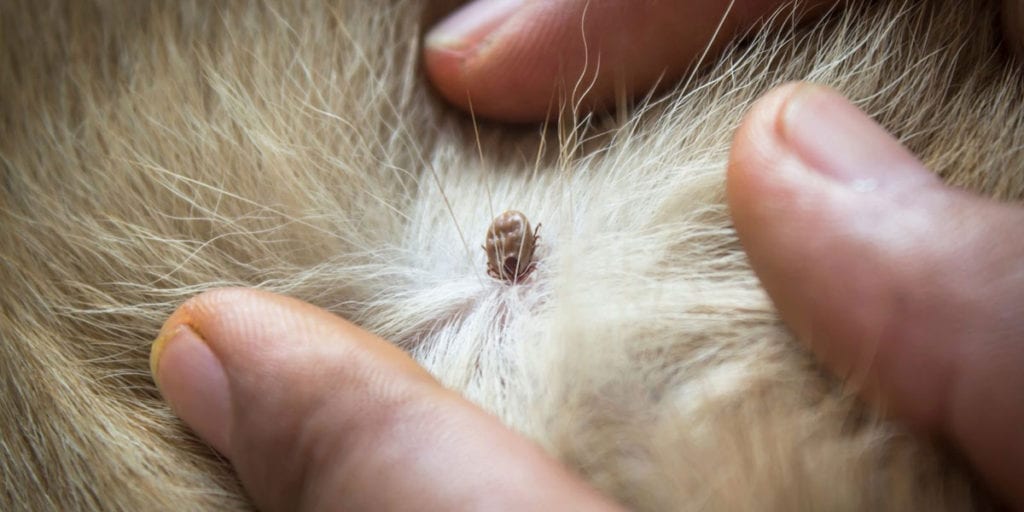 A close up of a tick attached to a dog