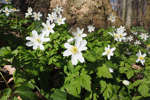 Wood Anemone