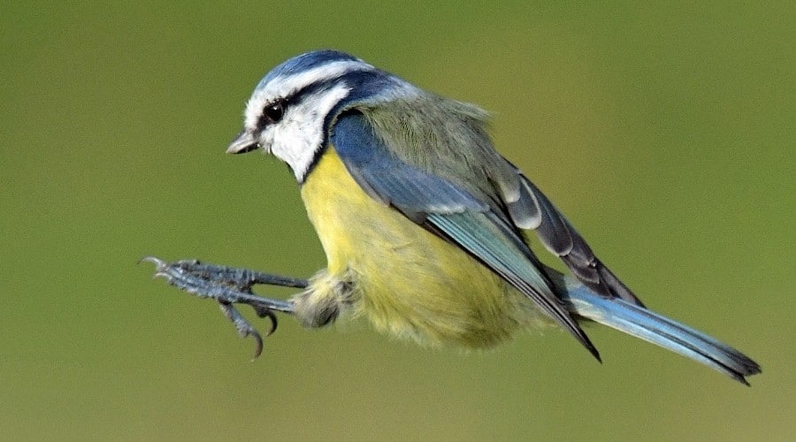 blue-tit-bird-boxes