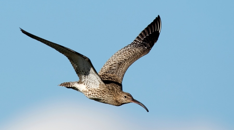 curlew-grant