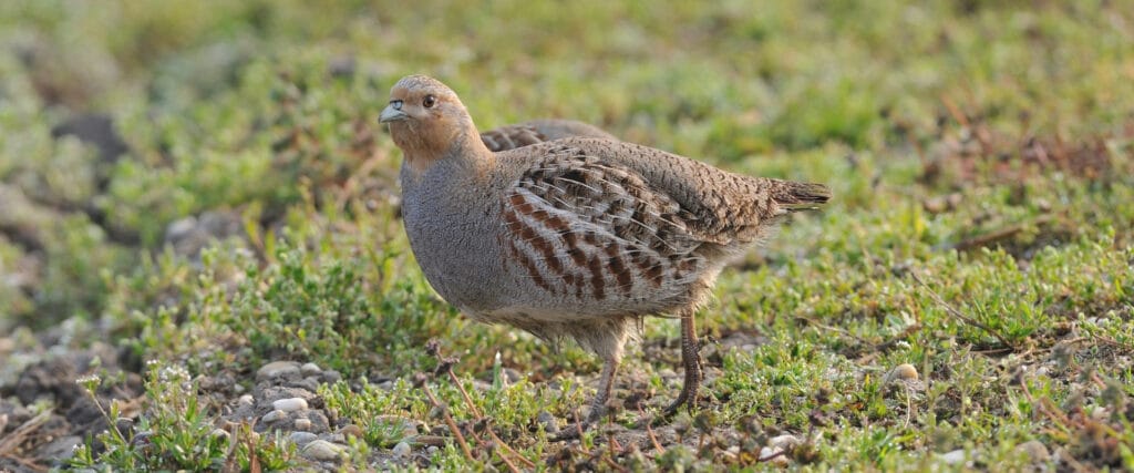 grey-legged-partridge