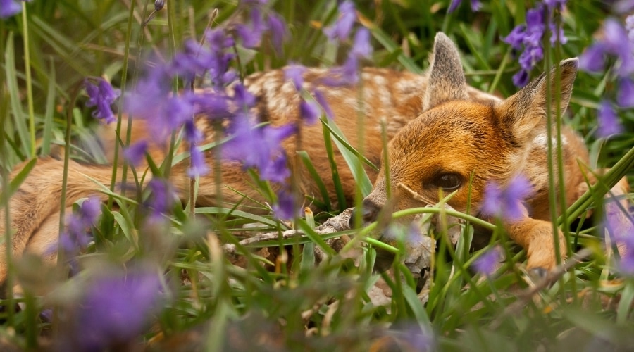 newborn-deer