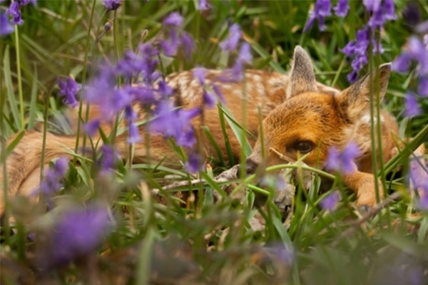 newborn-deer