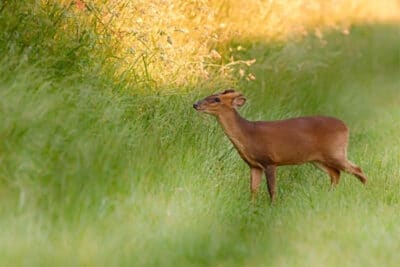 muntjac