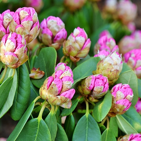 Rhododendron flowers