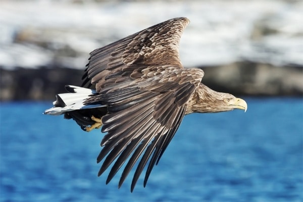 sea-eagle