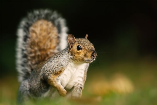 grey-squirrel