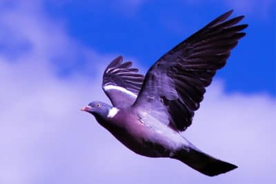 woodpigeon