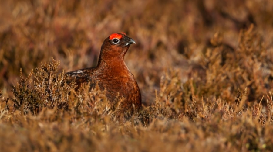 grouse-debate