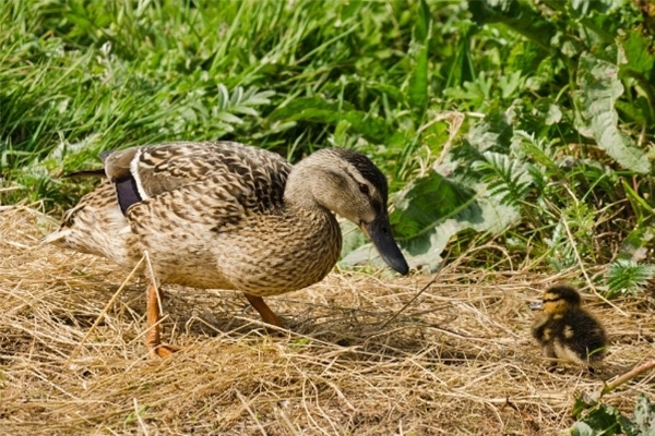 Mallard-nesting-tubes