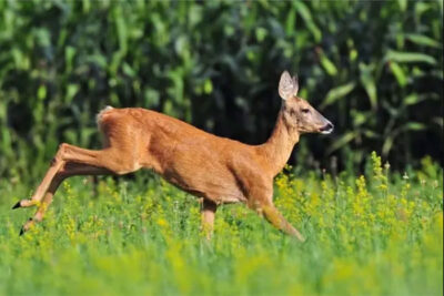A deer