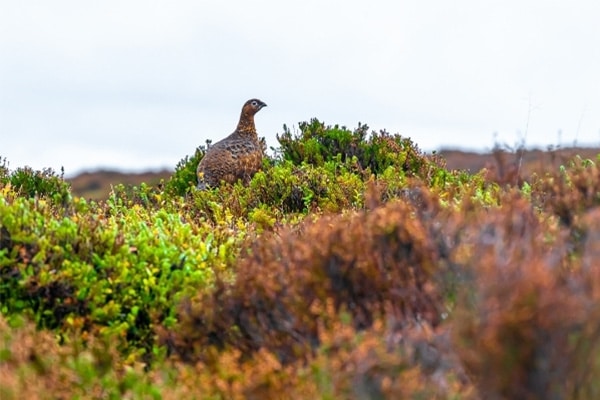 grouse-debate