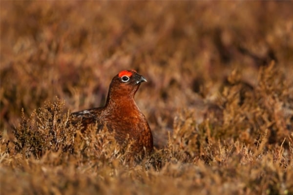 grouse-debate