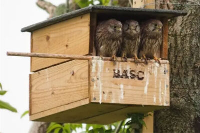 BASC bird box