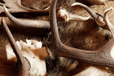 Deer trophies on a fur